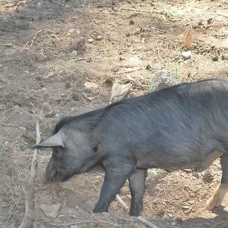 Au Pont De Tuarelli, Ludique, Galeria, Corse Villa *