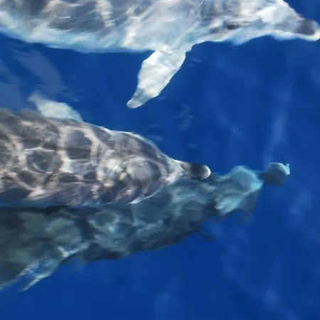 Villa Au Pont De Tuarelli, Ludique, Galeria, Corse *