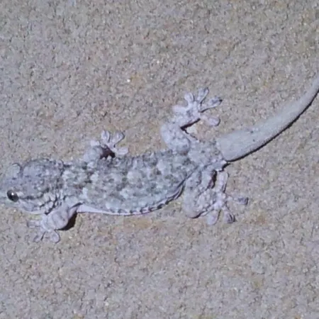 Au Pont De Tuarelli, Ludique, Galeria, Corse *