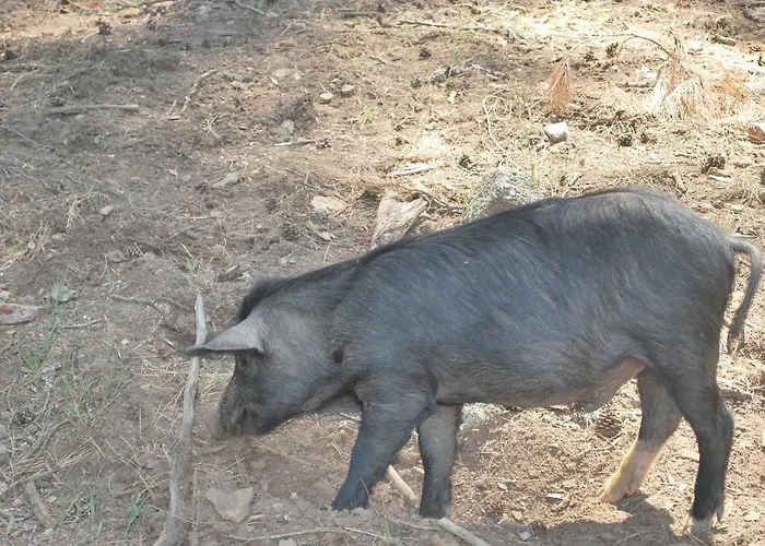Au Pont De Tuarelli, Ludique, Galeria, Corse וילה *