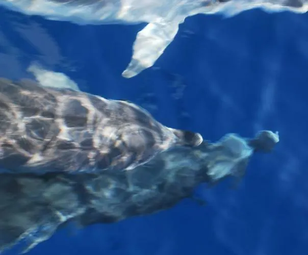 וילה Au Pont De Tuarelli, Ludique, Galeria, Corse *