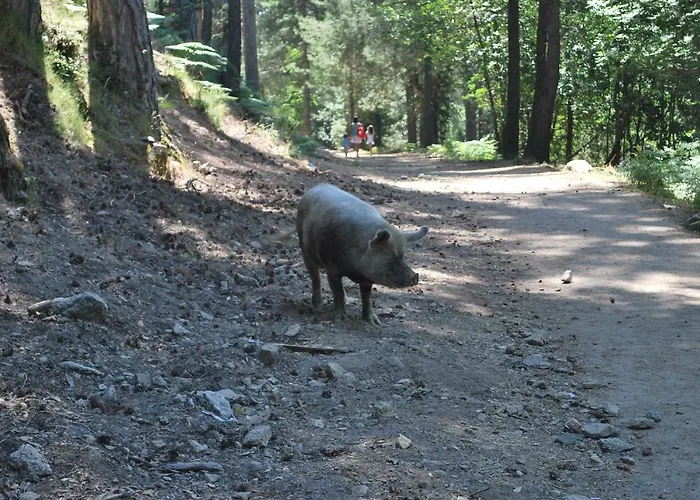 Au Pont De Tuarelli, Ludique, Galeria, Corse