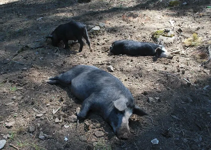וילה Au Pont De Tuarelli, Ludique, Galeria, Corse *