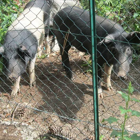 Au Pont De Tuarelli, Ludique, Galeria, Corse Villa
