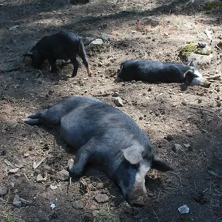 Villa Au Pont De Tuarelli, Ludique, Galeria, Corse *