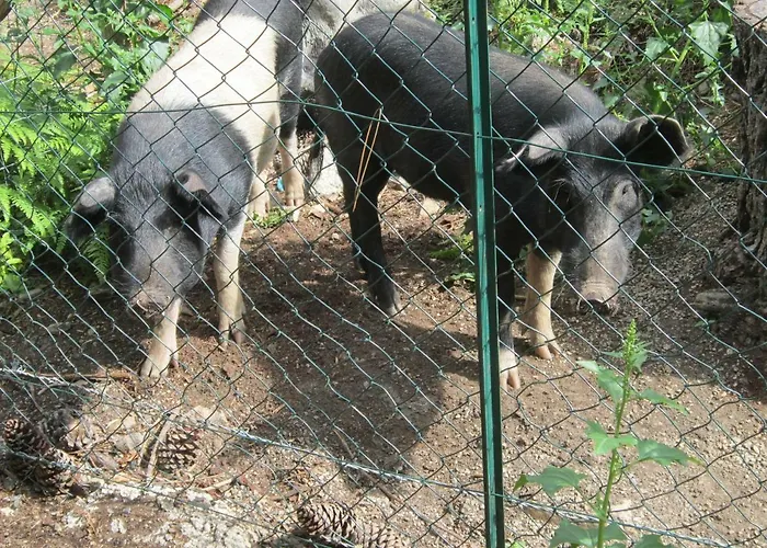 Au Pont De Tuarelli, Ludique, Galeria, Corse Villa