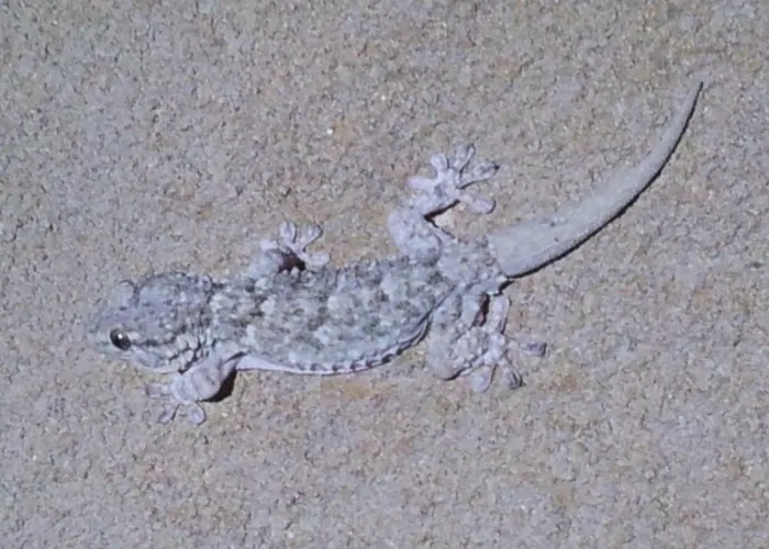 Au Pont De Tuarelli, Ludique, Galeria, Corse *